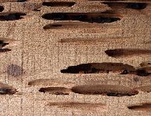 Ed Fountain Lumber