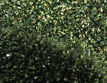 ForeverLawn