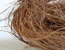 Bristle Fiber