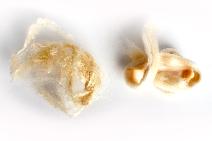 SeaCell Fiber