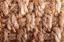 Jute