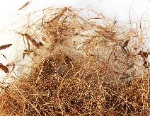 Mattress Fiber