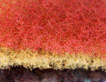 Mortar Net