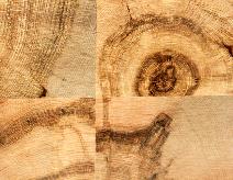 End Grain Maple Tile